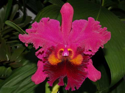 Brassolaeliocattleya Sanyung Ruby (Waianae Coast x Chia Lin)