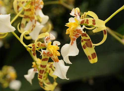 Miltonia phymatochila