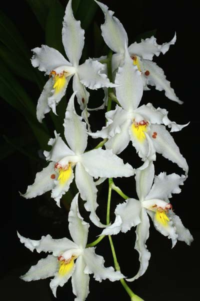 Odontoglossum crispum