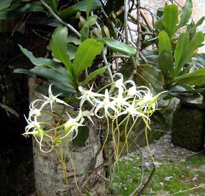 Cyrtorchis chailluana