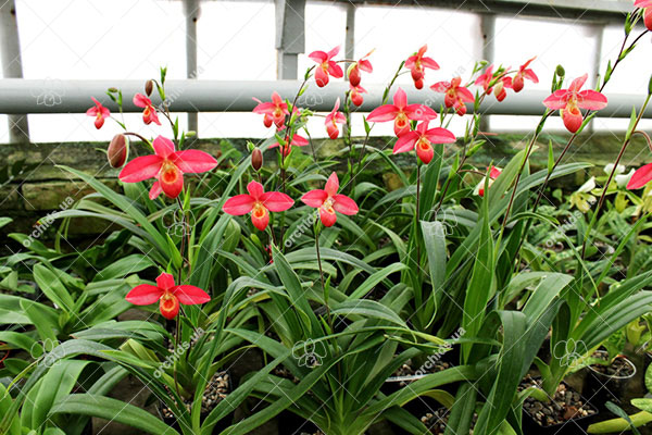 Phragmipedium Andean Fire (besseae x lidleyanum)