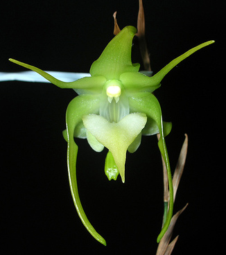 Aeranthes grandiflora
