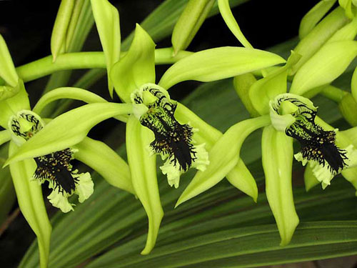 Coelogyne pandurata