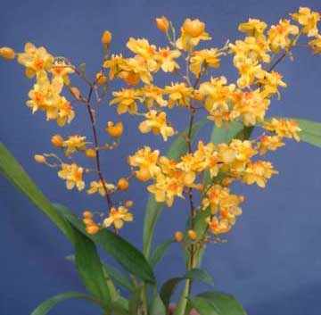 Oncidium Twinkle 'CT Golden Fragrance'