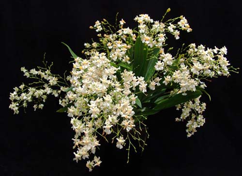 Oncidium Twinkle 'Fragrance Fantasy'