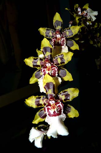 Colmanara Wildcat 'Yellow Butterfly'