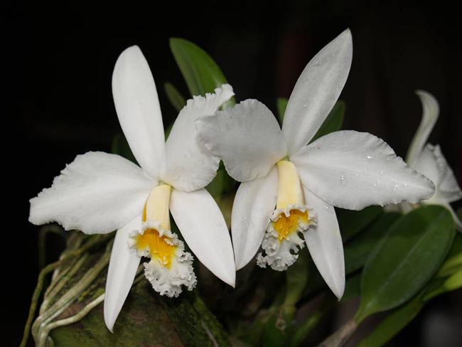 Laelia jongheana alba x self
