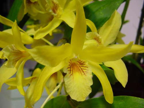 Dendrobium 'Stardust'