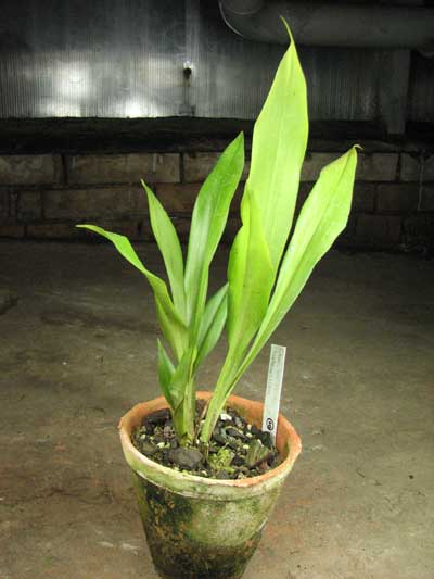 Chaubardiella heteroclita