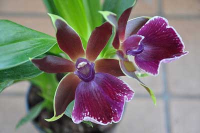 Zygopetalum 'Rhein Moonlight'