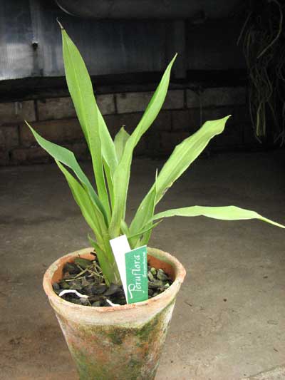 Chondroscaphe flaveola