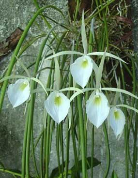 Brassavola tuberculata