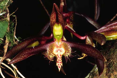 Catasetum saccatum