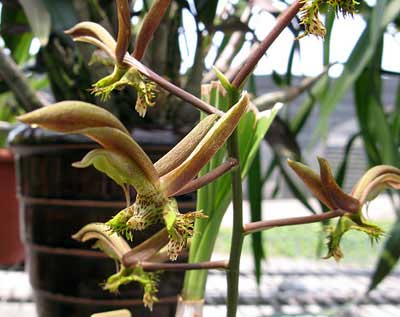 Catasetum schunkei
