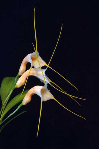 Masdevallia constricta