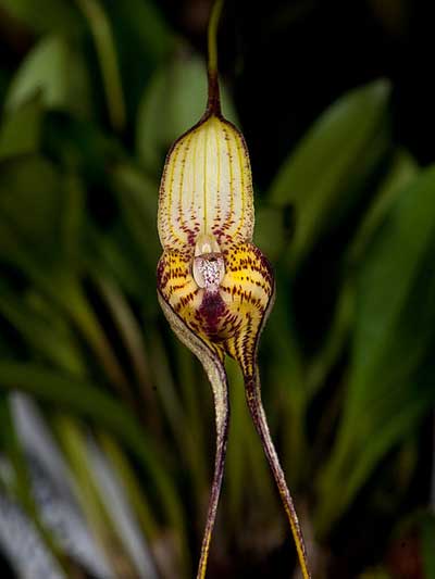 Masdevallia manoloi