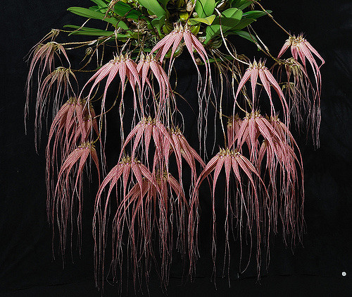Bulbophyllum Elizabeth Ann Buckleberry
