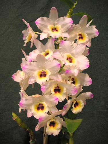 Dendrobium Christmas Chime x Dendrobium Oriental Smile