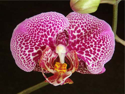 Doritaenopsis Mei Dar Prince 'M.D.'