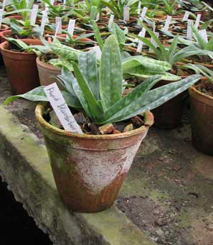 Paphiopedilum barbatum x primulinum