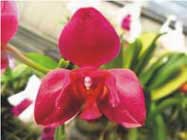 Phalaenopsis (Stone Morning x Sogo Grape) 'Three Lips'