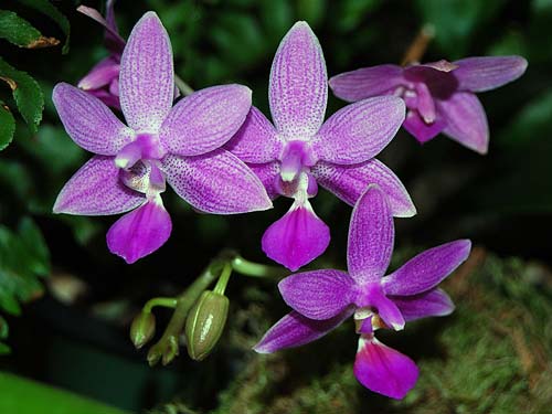 Phalaenopsis Equalacea (Phalaenopsis equestris x violacea)