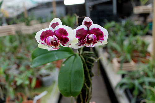 Phalaenopsis Golden Peoker