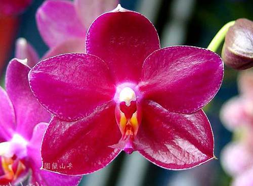 Phalaenopsis Ho's Black Cherub
