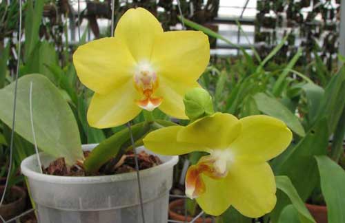 Phalaenopsis I-Hsin Sunflower 'Yellow'