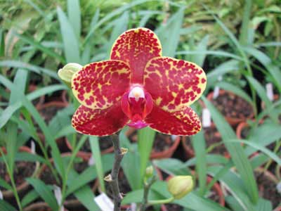 Phalaenopsis Salu Peoker 'O-1'