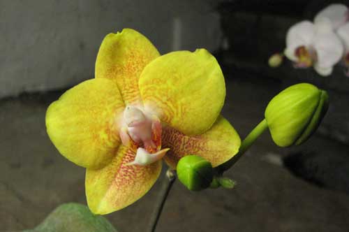 Phalaenopsis Sogo Cake