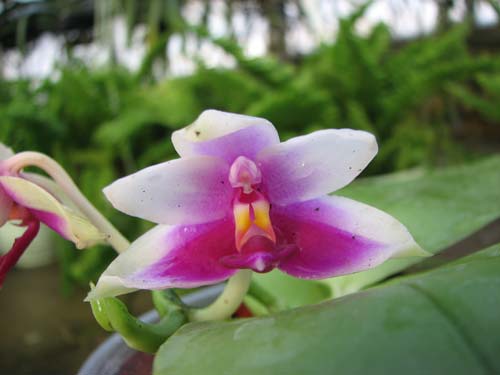 Phalaenopsis violacea 'ORCHIS-01'