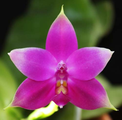 Phalaenopsis violacea 'Red'