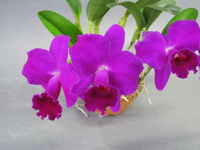 Laeliocattleya Imperial Wings 'Noble' (Laelia pumila x Laeliocattleya Stephen-Zuiho)