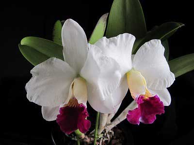 Laeliocattleya Imperial Charm 'Sato' (Pri Pri x Imperial Wings)