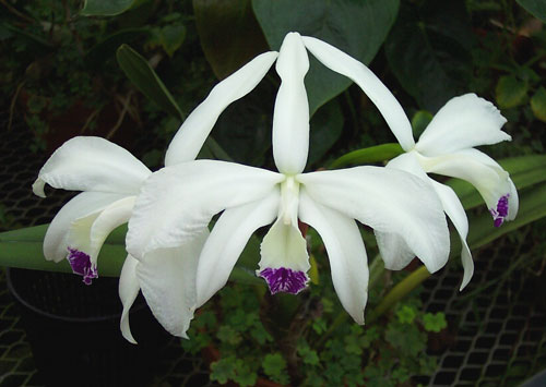 Laelia perrinii semi-alba