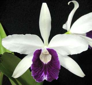 Laelia purpurata carnea (dark lip x St. Nicolau)