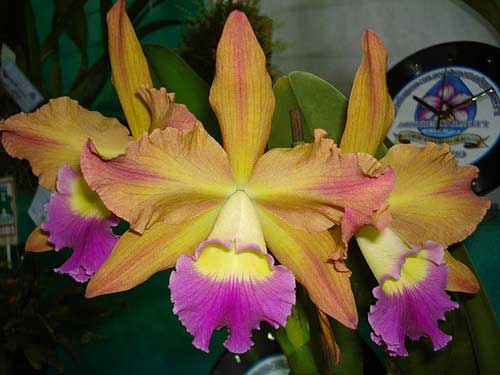 Laelia tenebrosa x Brassolaeliocattleya Toshie Aoki