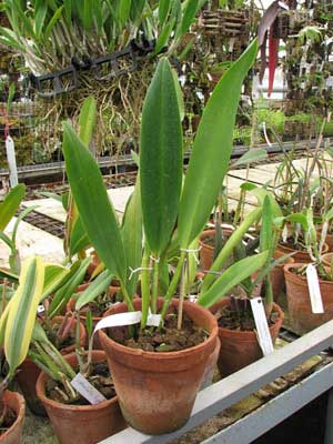 Laelia tenebrosa x Brassolaeliocattleya Toshie Aoki