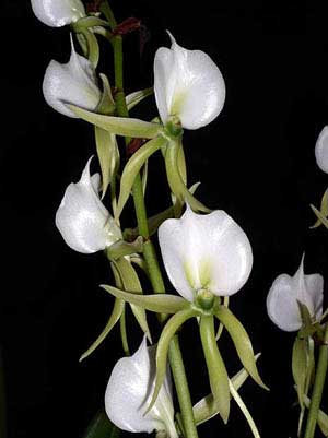 Angraecum eburneum