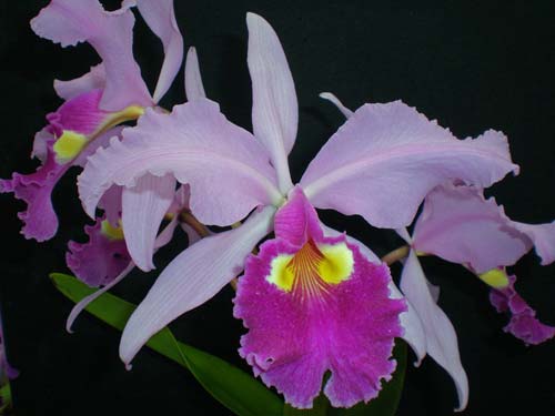 Cattleya gigas var. sanderiana