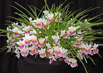 Miltoniopsis phalaenopsis