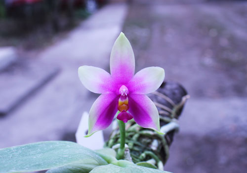 Phalaenopsis violacea 'Borneo'