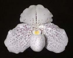 Paphiopedilum Wellesleyanum x delenatii fma. album