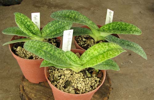 Paphiopedilum Wellesleyanum x delenatii fma. album