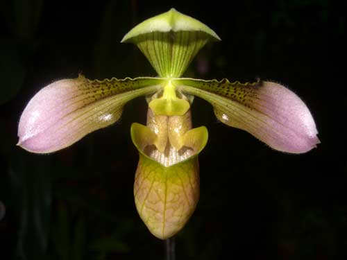 Paphiopedilum amabile