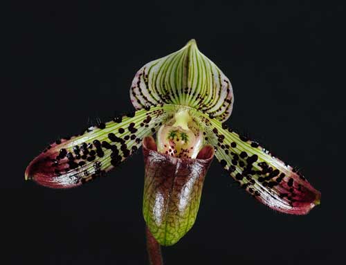 Paphiopedilum argus