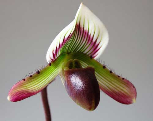 Paphiopedilum barbatum x sib