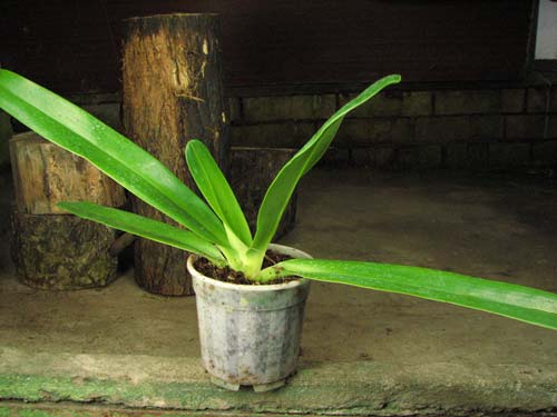 Paphiopedilum stonei x rothschildianum