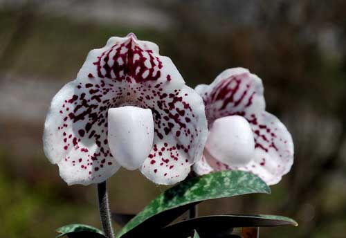 Paphiopedilum Sunshine Glory x godefroyae f. leucochilum